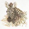 zebra~0.jpg