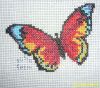 motyl~0.jpg