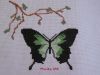 80 motyl.JPG